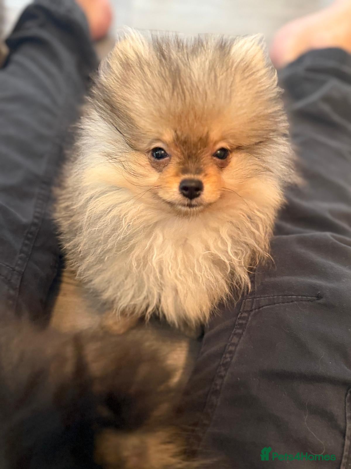 Pomeranian dogs Beautiful extra small Pomeranian puppies  - Advert 1