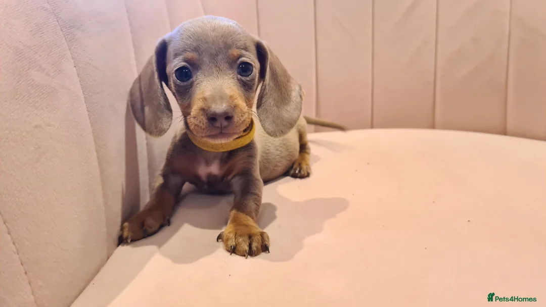 Miniature Dachshund dogs for sale: Lilac dapple daxies ready soon 3 girls 2 boys left - Advert 18