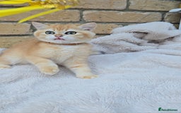 British Shorthair cats for sale: Gorgeous golden fluffs ready now in Peterborough - Image 14