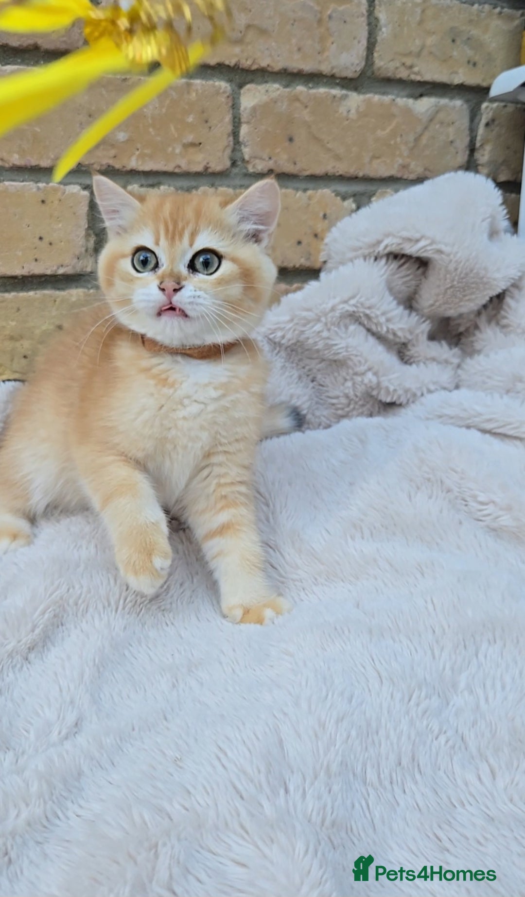 British Shorthair cats for sale: Gorgeous golden fluffs ready now in Peterborough - Image 14