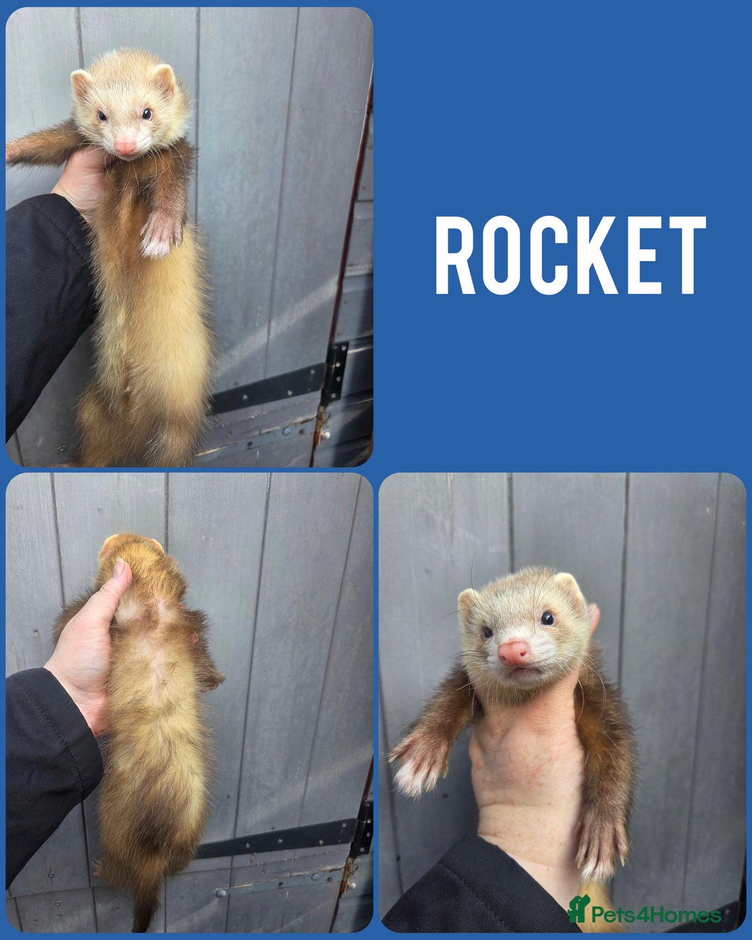 Ferret rodents for sale: 4 stunning ferrets looking for new homes - Image 4