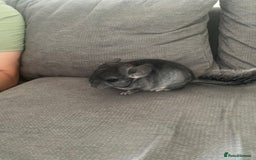 Chinchilla rodents for sale: Chinchillas  in Hemel Hempstead - Image 3