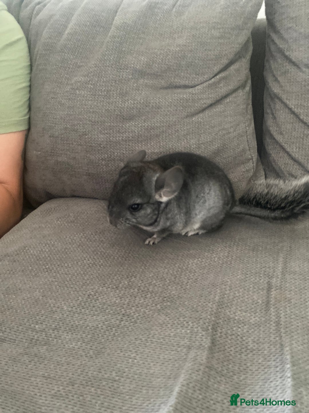 Chinchilla rodents for sale: Chinchillas  in Hemel Hempstead - Image 3