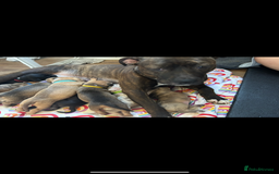 Mixed Breed dogs for sale: Beautiful pups  - Advert 6