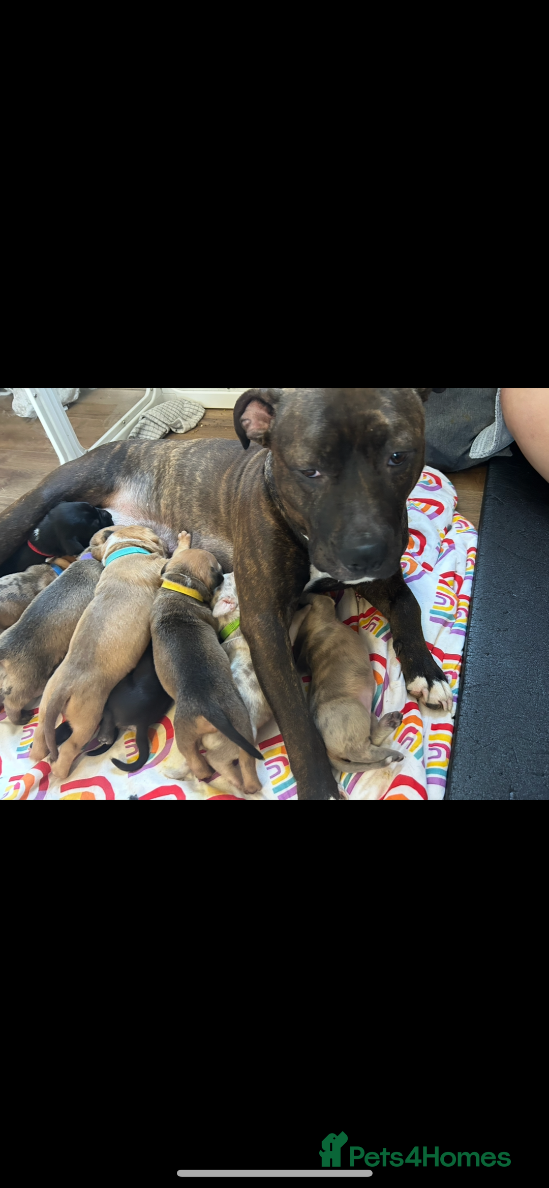 Mixed Breed dogs for sale: Beautiful pups  - Advert 6