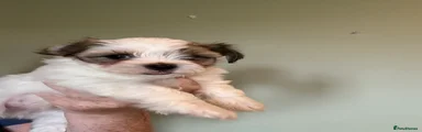 Morkie 3