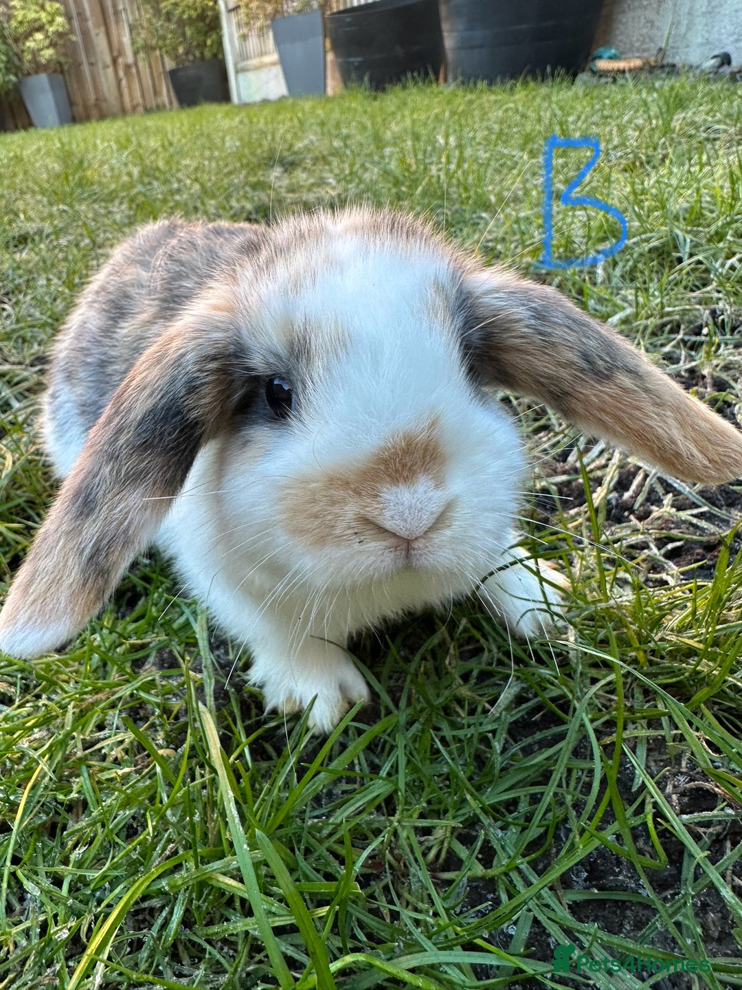 Mini Lop rabbits for sale: Mini Lop Rabbits  - Advert 2