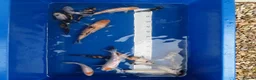 Koi Carp fish for sale: Young koi in Deeside - Advert 1