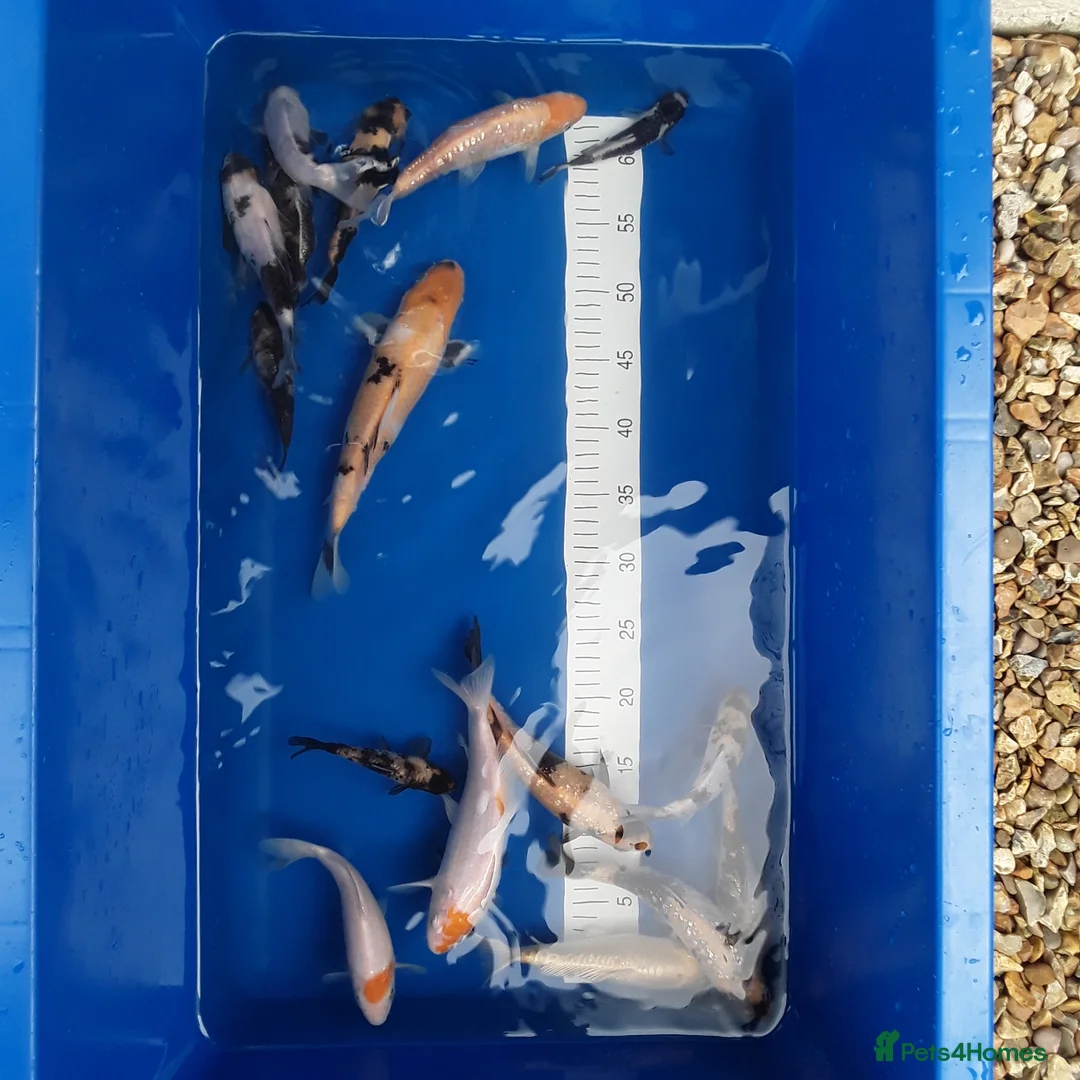 Koi Carp fish for sale: Young koi in Deeside - Advert 1