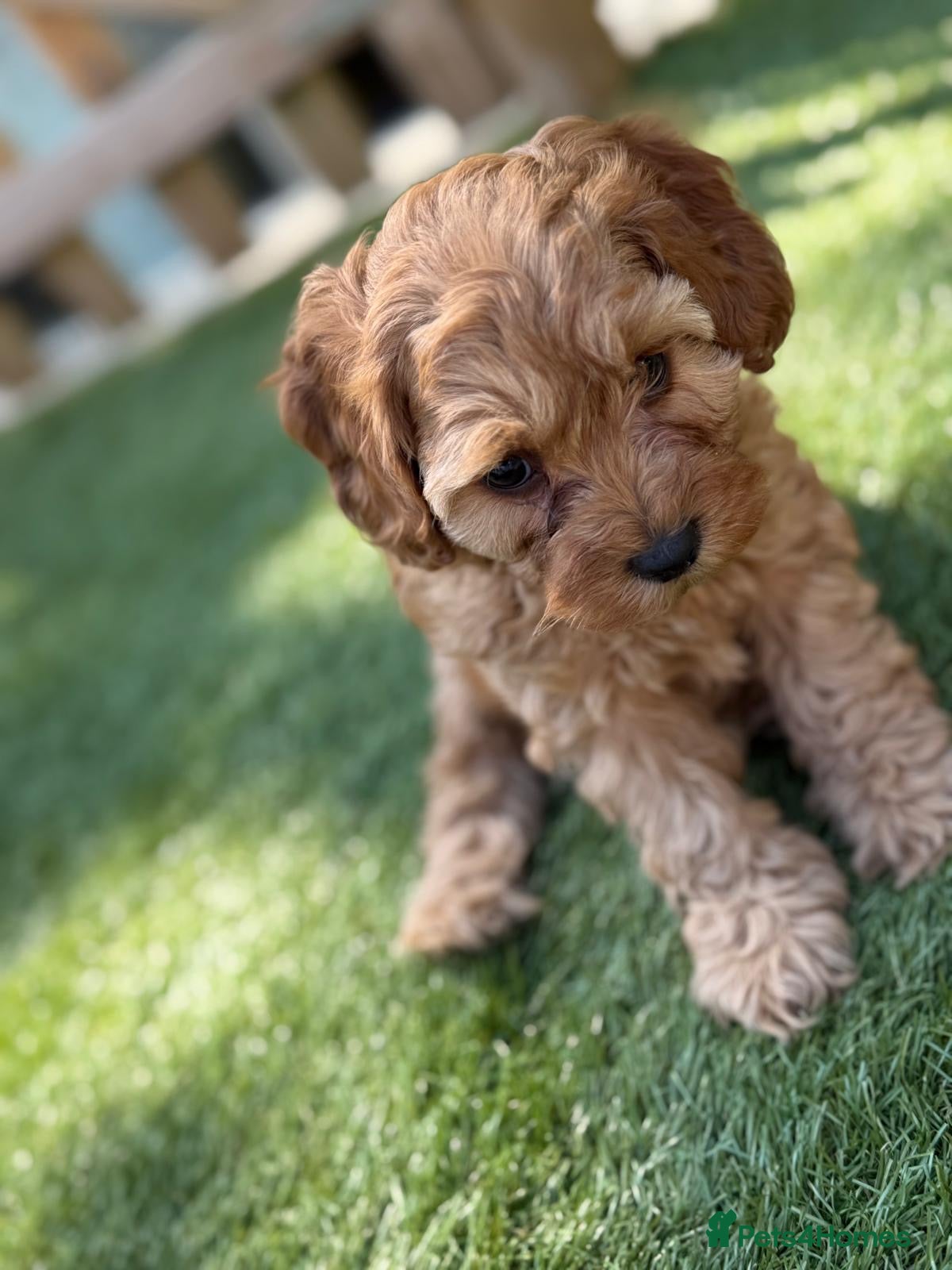 Cockapoo dogs  litter of F1B cockapoos- purple girl left  - Advert 13