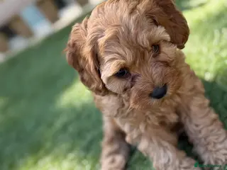 Cockapoo dogs litter of F1B cockapoos- purple girl left - Advert 13