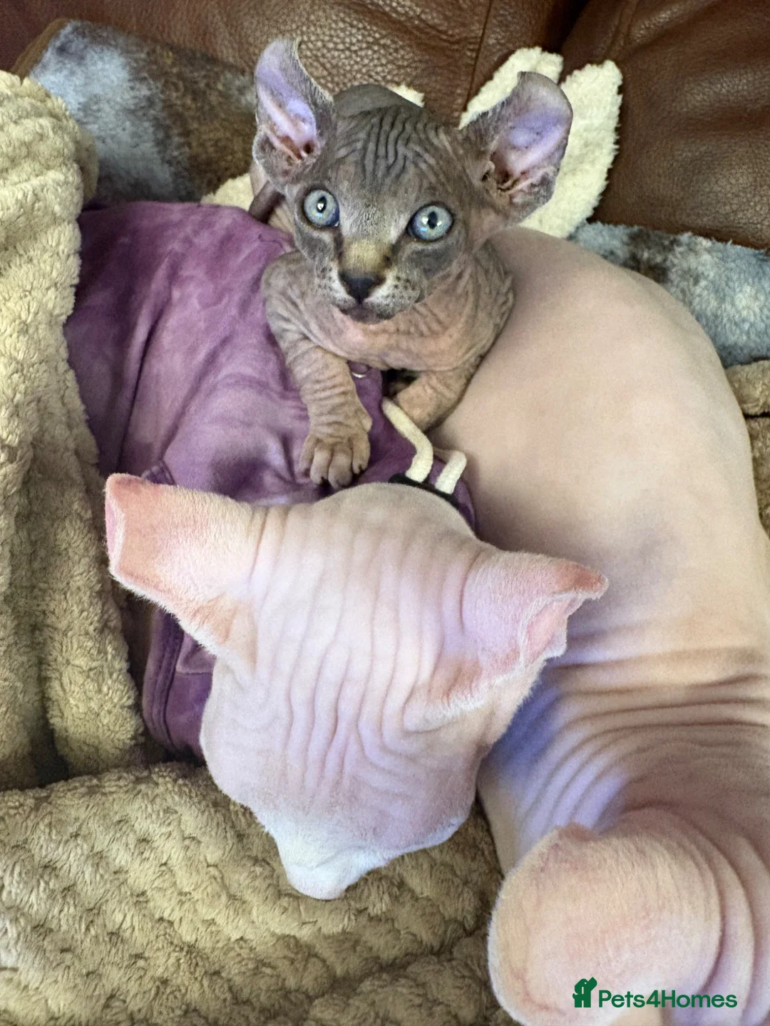 Sphynx cats for sale: Last pink green eyed sphynx kittens 😊 - Advert 10