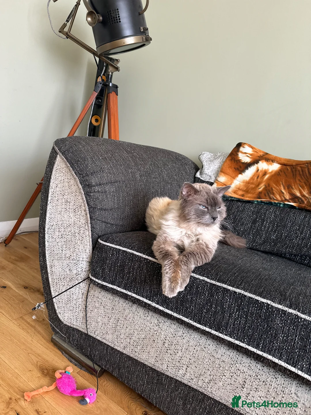 Ragdoll cats for sale: Ragoll - Advert 12