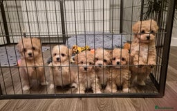 Maltipoo dogs for sale: F1 Maltipoo puppies 🐶 Just 2 girls remaining  - Advert 20