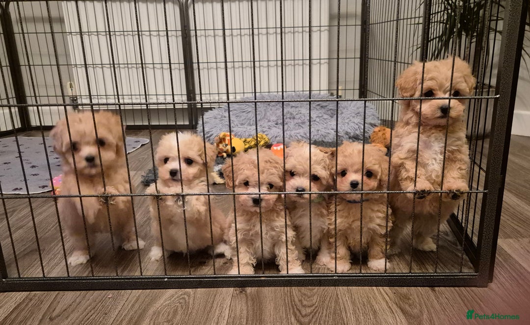 Maltipoo dogs for sale: F1 Maltipoo puppies 🐶 Just 2 girls remaining  - Advert 20