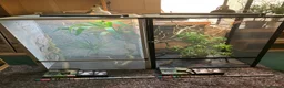 Chameleon reptiles for sale: Yemen Chameleon + Vivarium Setup Kit - Advert 4