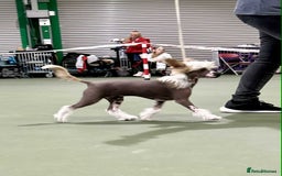 Chinese Crested dogs for sale: Beautiful Hairless Pup available. in Mitcheldean - Image 4