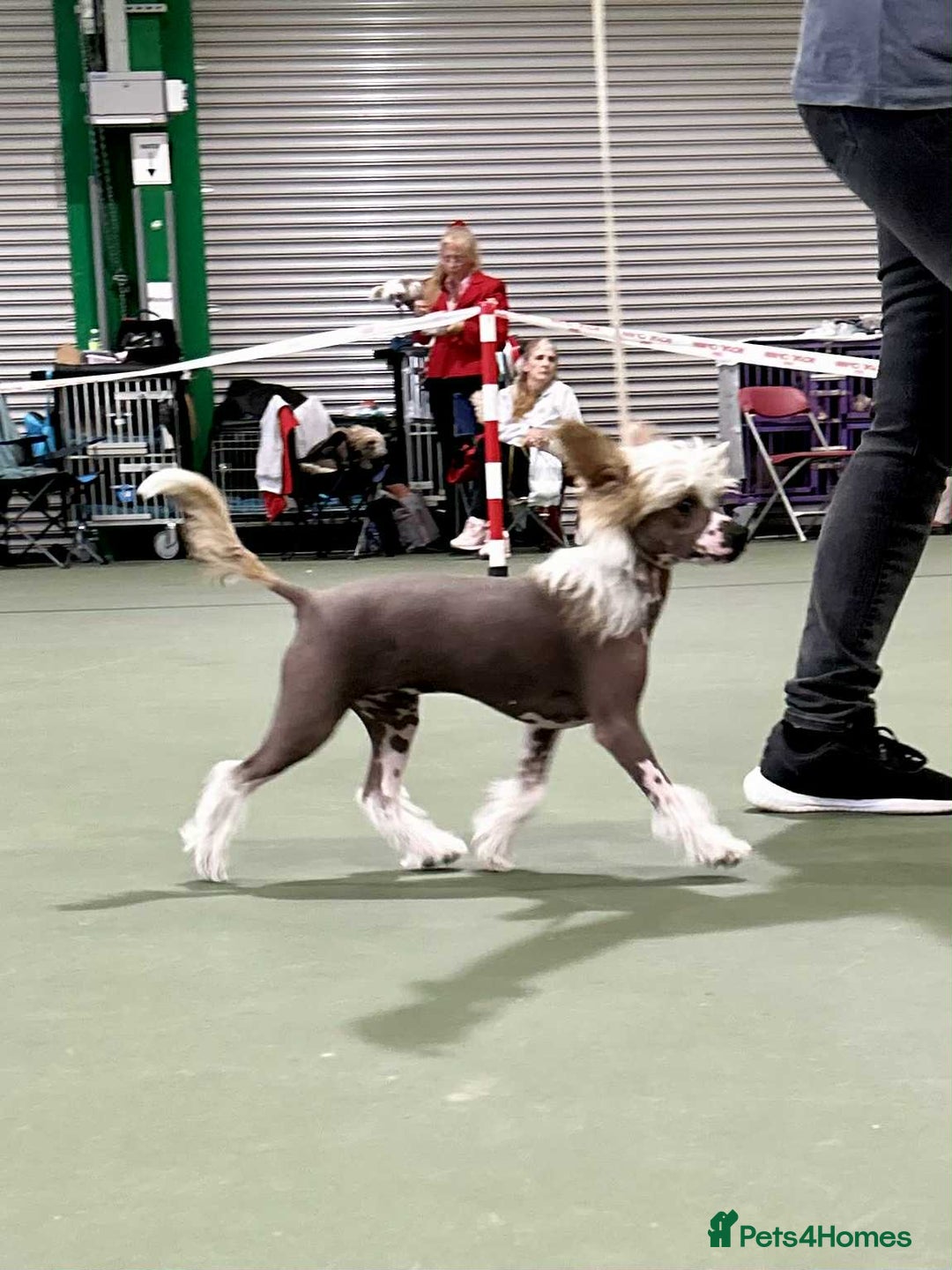 Chinese Crested dogs for sale: Beautiful Hairless Pup available. in Mitcheldean - Image 4