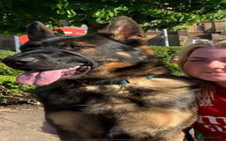 German Shepherd dogs for sale: 15 month old male German Shepherd Called BEAR, - Image 7
