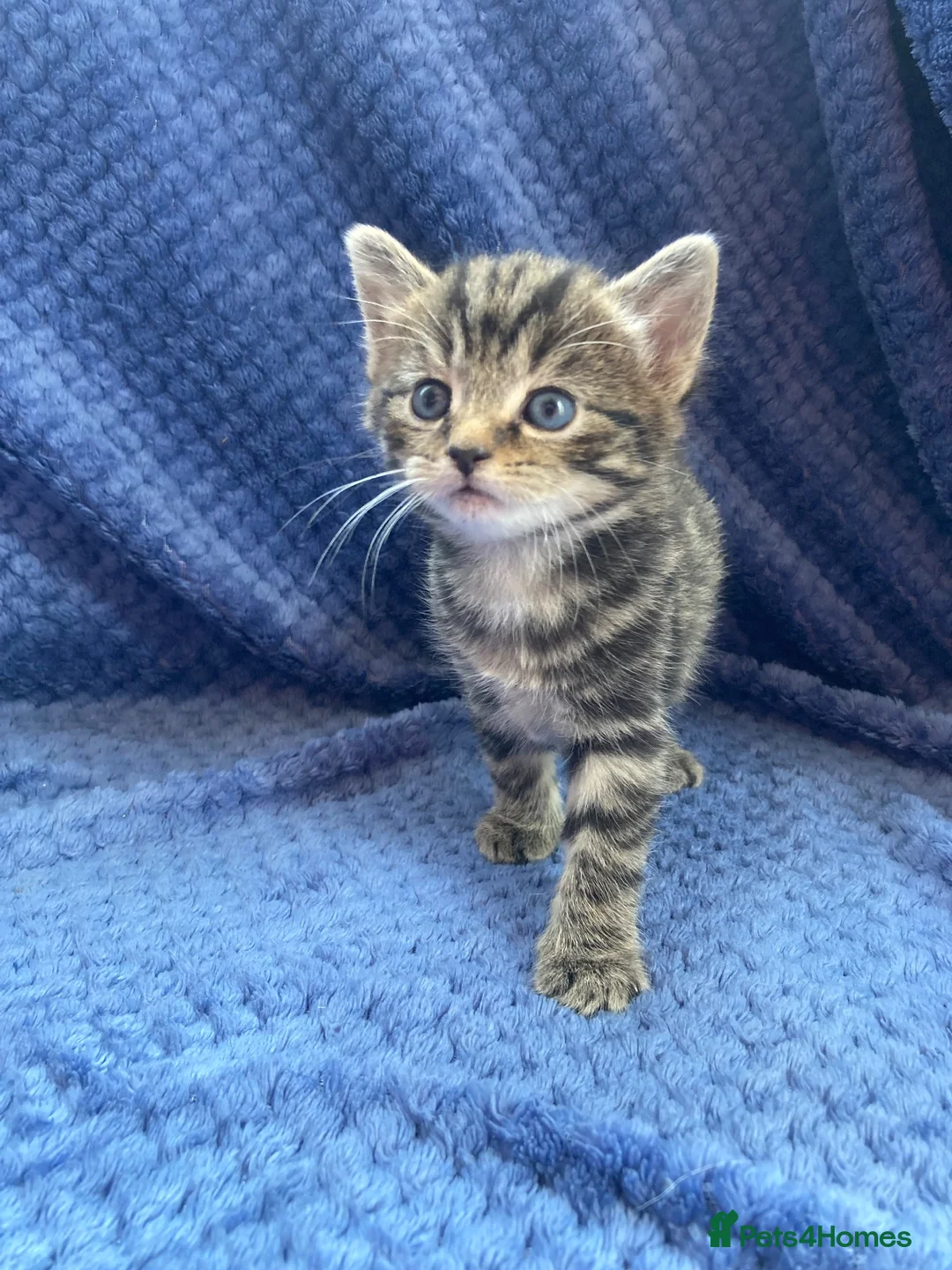 Maine Coon cats for sale: Mainecoon x  - Advert 1