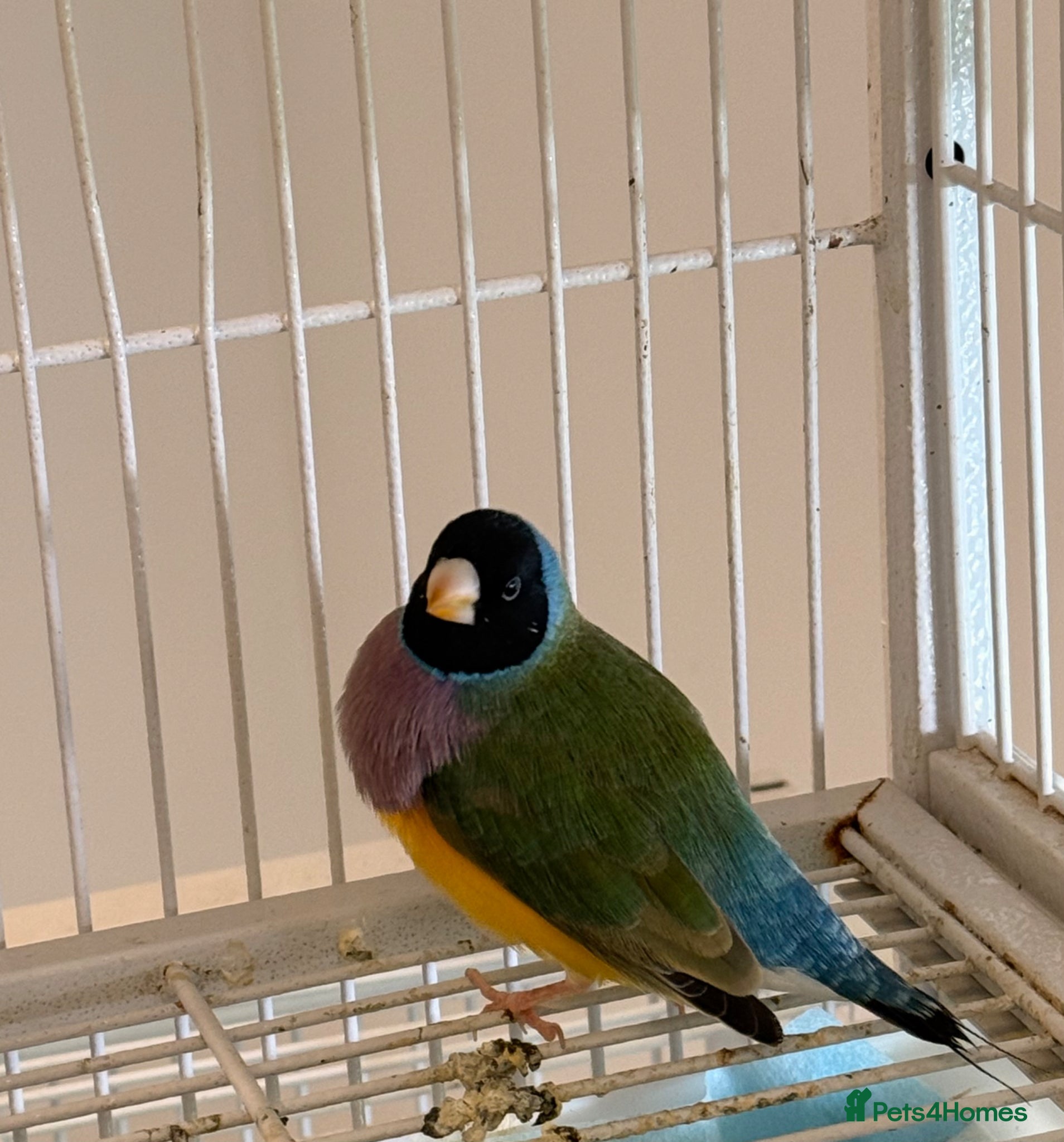 Finches birds 🐦 TOP QUALITY YOUNG MALE BLACKHEAD GOULDIANS — - Advert 2