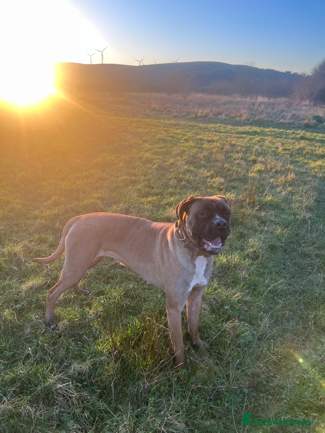 Mixed Breed dogs for sale: loving girl needing forever home  - Advert 2