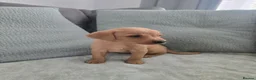 Labrador Retriever dogs for sale: Fox red labrador puppies  in Sunderland - Advert 17