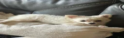 Chihuahua dogs for sale: Stunning chihuahua babies in Newark - Advert 9