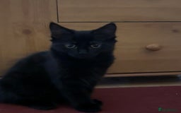 Mixed Breed cats for sale: 3 Kittens ready ASAP  - Image 12
