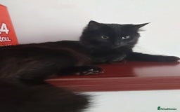 Mixed Breed cats for sale: Rehoming my girls  - Image 2