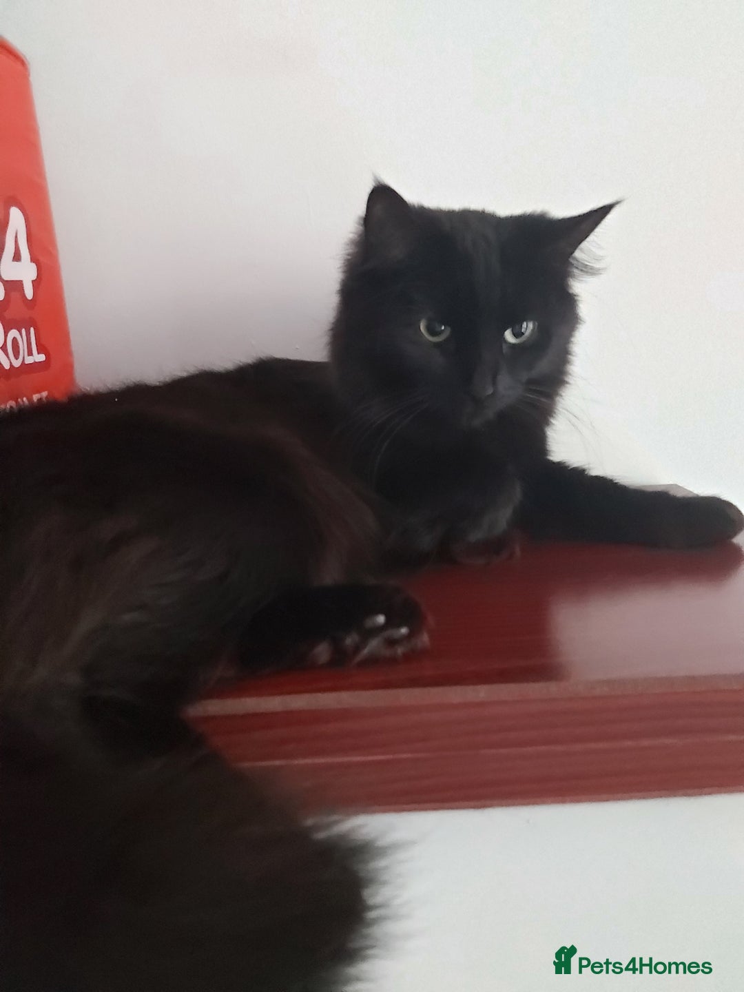 Mixed Breed cats for sale: Rehoming my girls  - Image 2