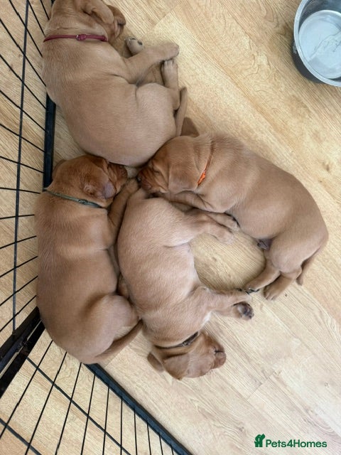 Labrador Retriever dogs Beautiful Fox Red Labrador Puppy – 1 Boy Available - Advert 2