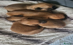 Mixed Breed dogs for sale: shitzu x chihuahua puppies - Image 10