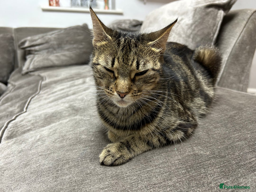 Mixed Breed cats for sale: Zulie - Advert 2