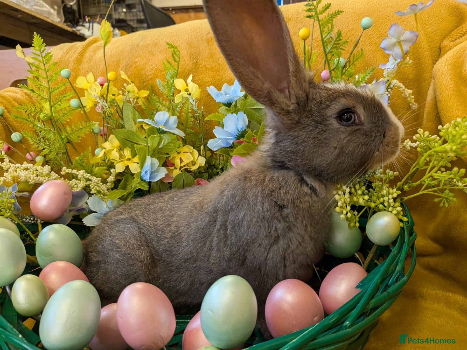 Continental Giant rabbits Continental giants - Advert 3