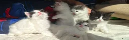 Ragdoll cats for sale: 🐾 5 Beautiful Ragdoll Cross Kittens 🐾 in Southampton - Advert 8