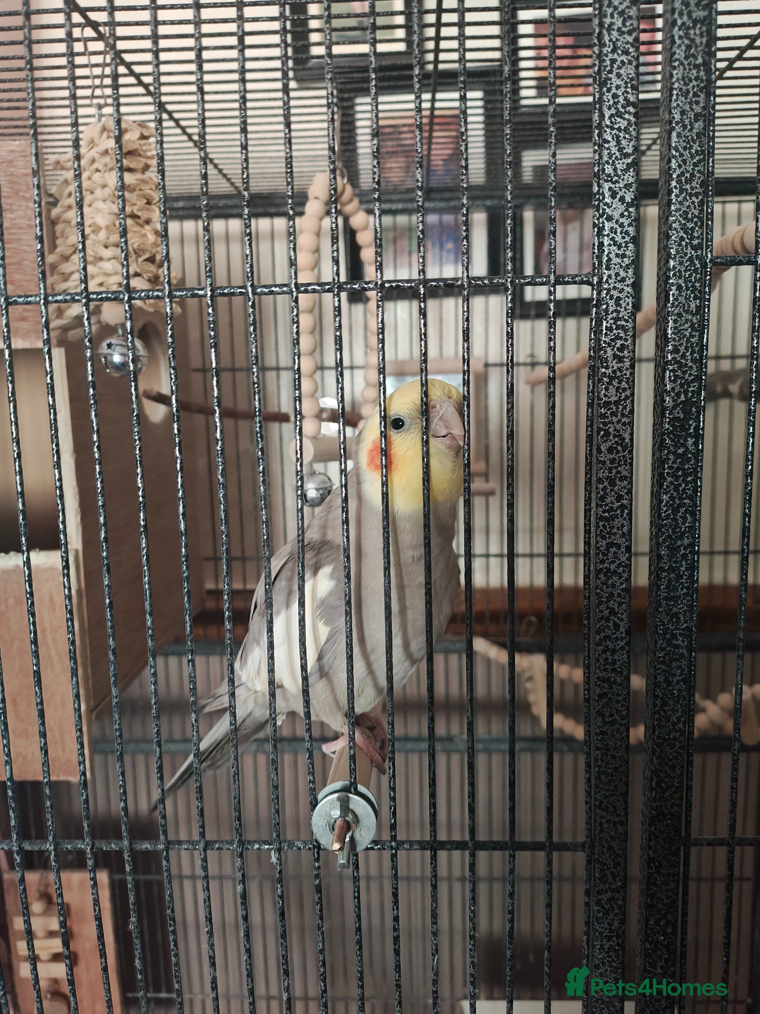 Cockatiels birds 2 cockatiels for sale with cage. - Advert 1