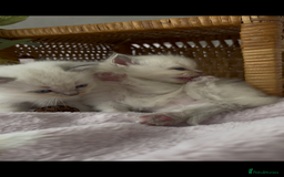 Ragdoll cats for sale: Cherubim Ragdoll Kittens TICA Mink Lynx - Image 17