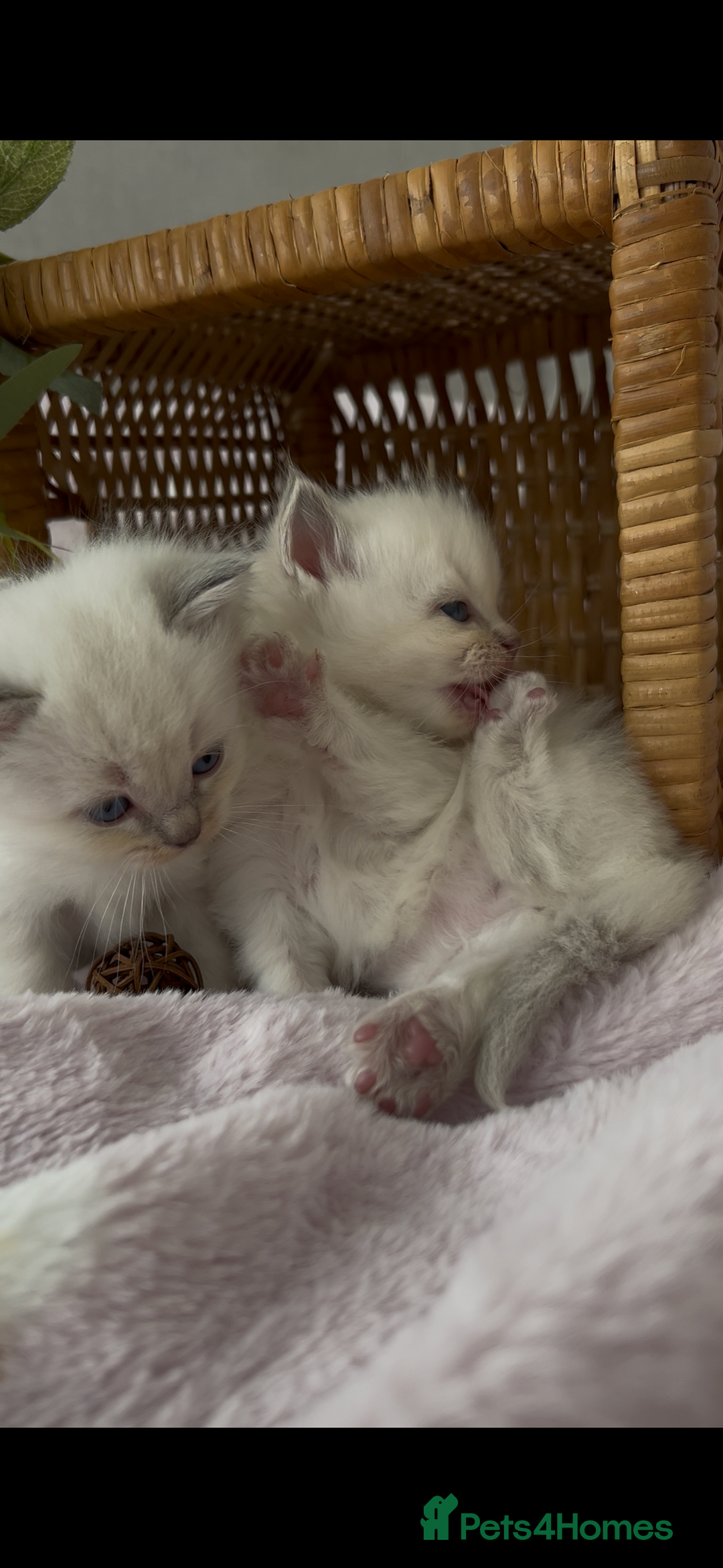 Ragdoll cats for sale: Cherubim Ragdoll Kittens TICA Mink Lynx - Image 17