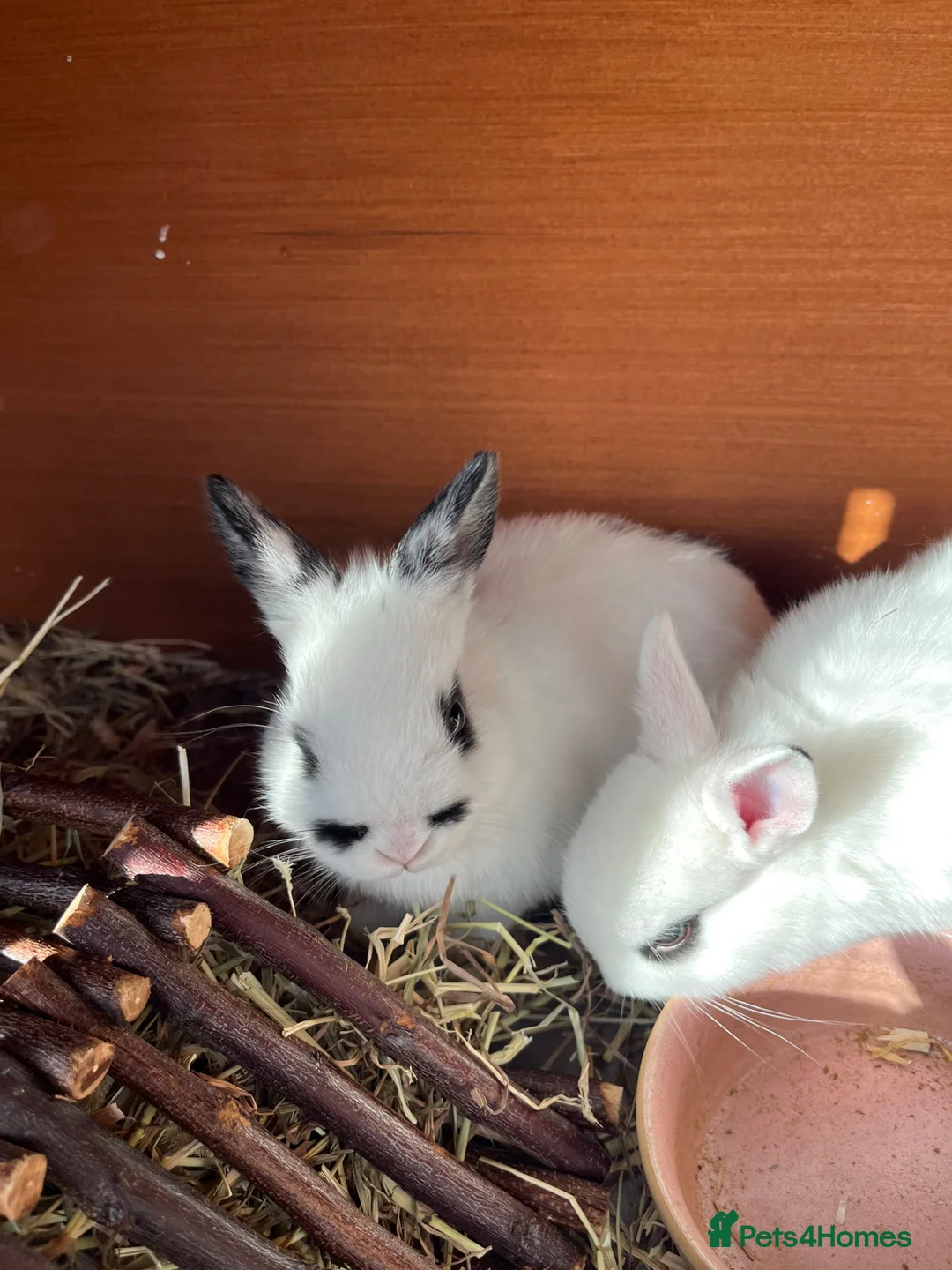 Netherland Dwarf rabbits for sale: 2 netherland dwarf rabbits - Advert 2