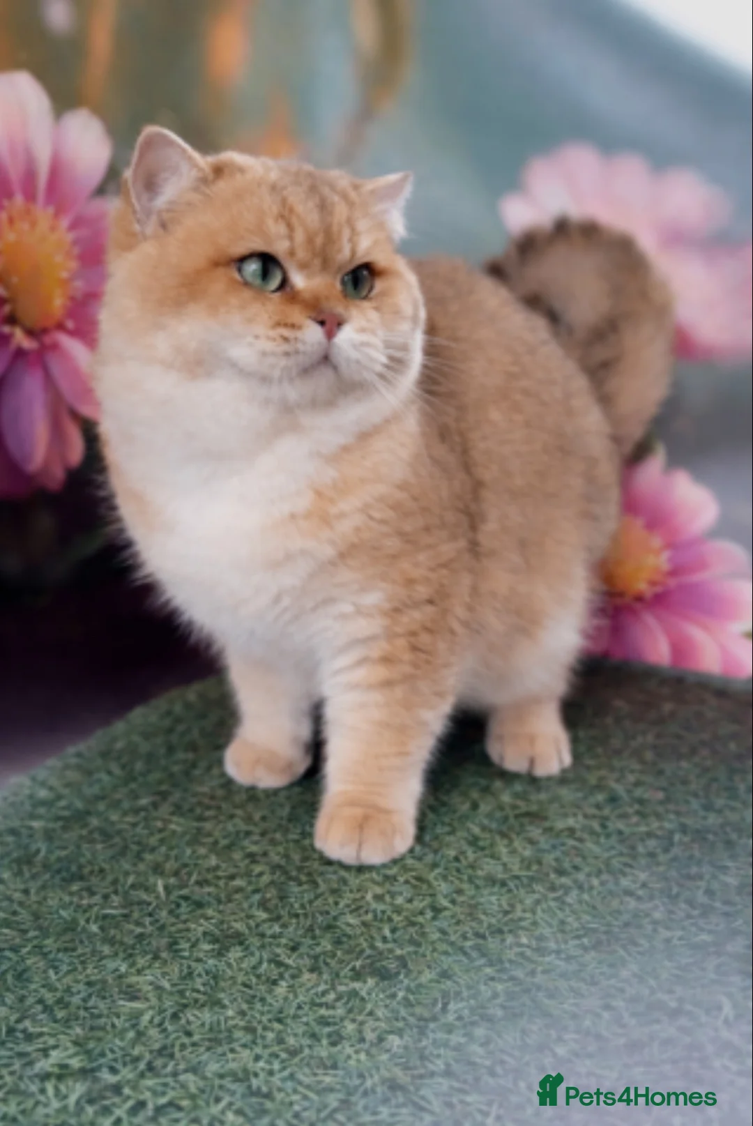 British Shorthair cats for sale: Golden Health-Tested Champion British Kittens in Leicester - Advert 1