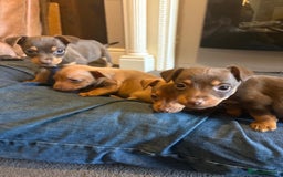 Jack Russell dogs for sale: Beautiful miniature jack russell puppies  - Image 14
