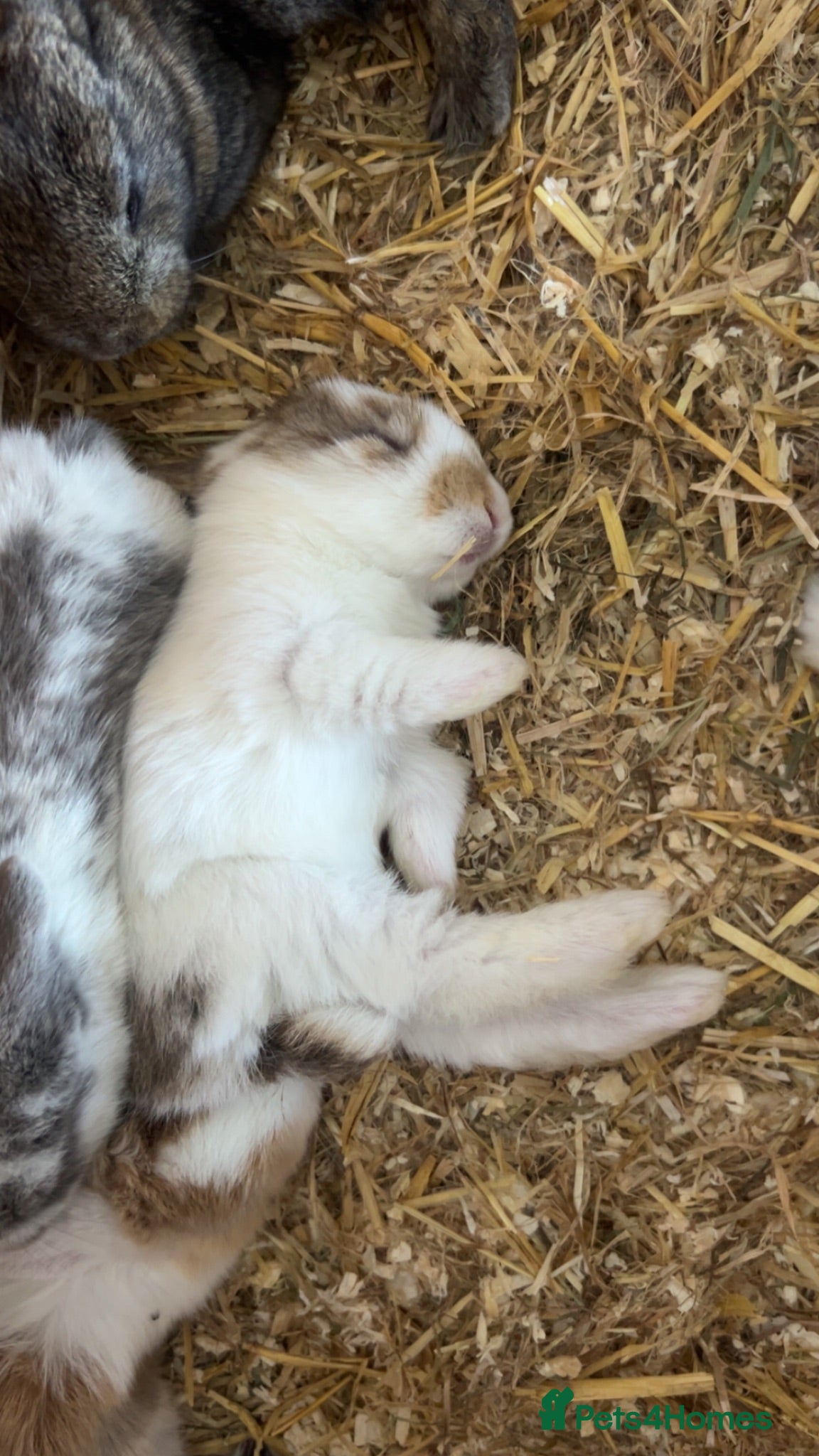 Mini Lop rabbits Beautiful French-mini lops - Advert 1