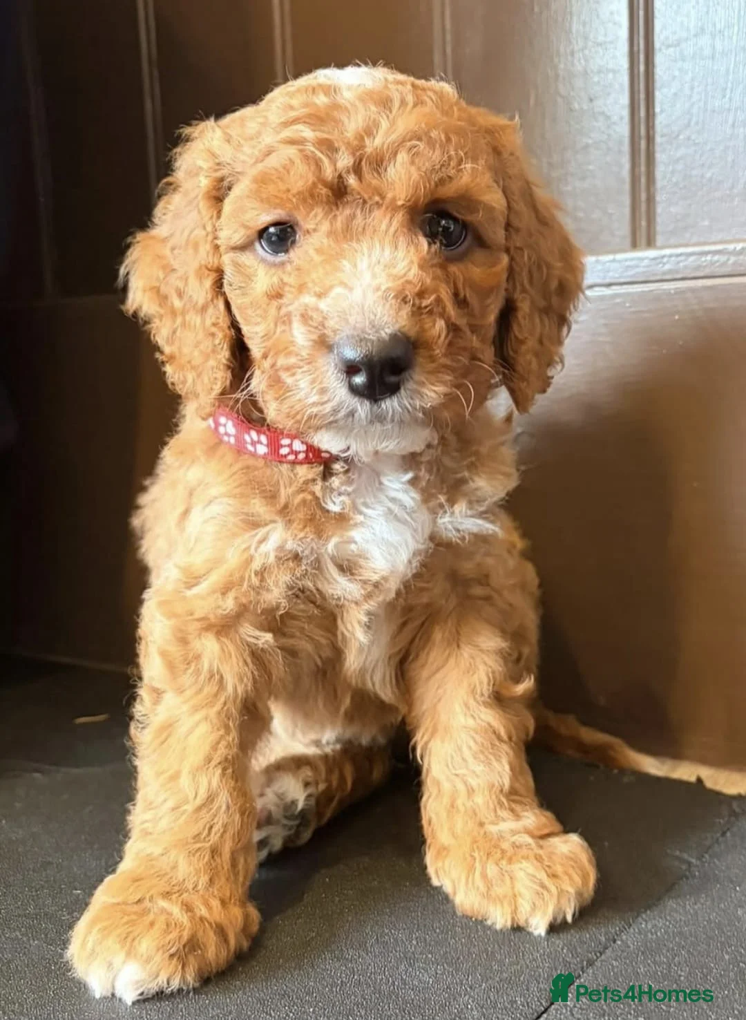 Cockapoo dogs for sale: RED COCKAPOO PUPS in Ripley - Advert 2