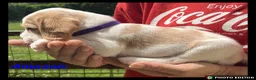 Beaglier dogs for sale: Beautiful Beaglier Bundles 🌸 - Advert 10