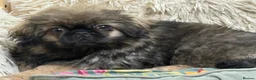 Pekingese dogs for sale: Pure pekingese black mask male puppies - Advert 7