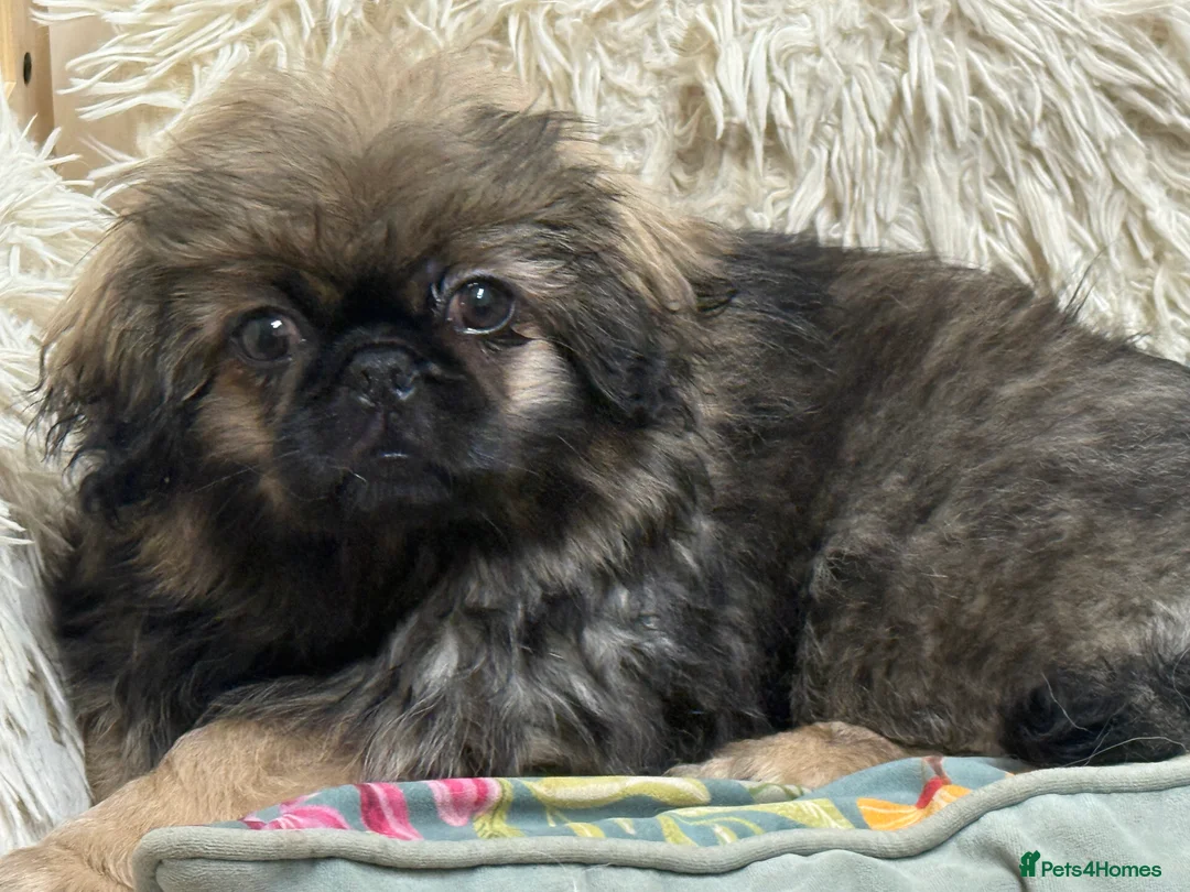 Pekingese dogs for sale: Pure pekingese black mask male puppies - Advert 7