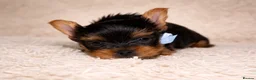 Yorkshire Terrier dogs for sale: True Mini Yorkie Puppies - Advert 18