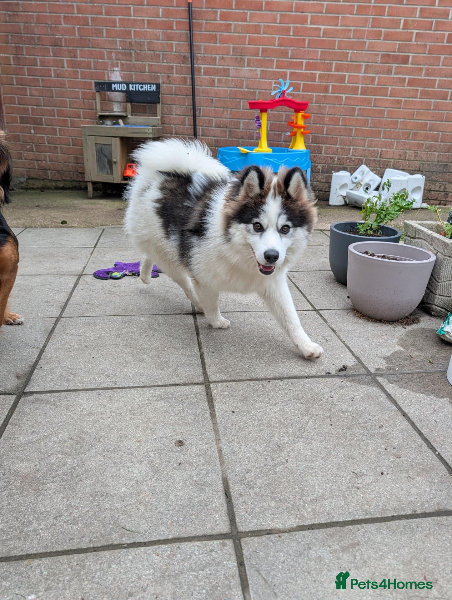 Pomsky dogs Beautiful 6 months Husky x Pomeranian boy - Advert 6