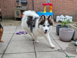 Pomsky dogs Beautiful 6 months Husky x Pomeranian boy - Advert 6